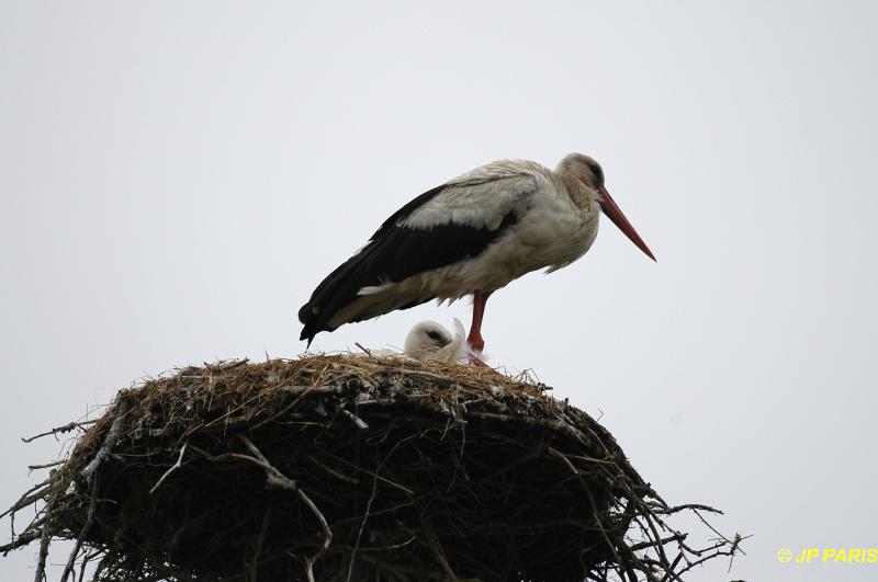 Ciconia ciconia